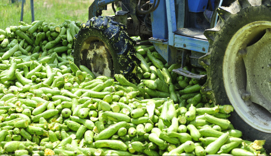 가격폭락에 연이틀 폐기되는 애호박  28일 오후 강원 화천군 간동면 용호리에서 농민들이 애호박을 폐기하고 있다. 화천산 애호박은 최근 경매 낙찰가 기준 8㎏짜리 1상자가 최저 1천원에서 최대 4천원, 평균 2천832원에 거래가 이뤄졌다. 지난해 이맘때 1상자에 9천원에 거래됐던 것과 비교하면 폭락 수준이다.